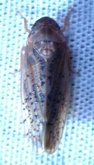 Ponana rubida