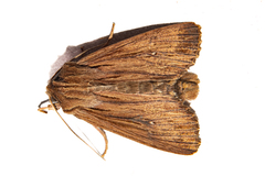 Ichneutica steropastis