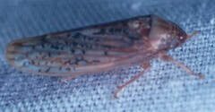 Ponana rubida