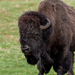 Bison bison bison - Photo (c) Adam Mallon,  זכויות יוצרים חלקיות (CC BY-NC), הועלה על ידי Adam Mallon