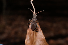 Leptoglossus corculus