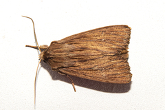 Ichneutica steropastis