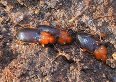 Amphasia interstitialis