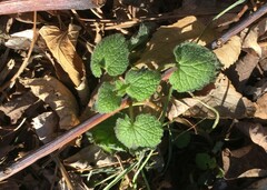 Lamium