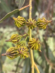 Eucalyptus pterocarpa