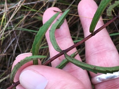 Eupatorium leucolepis