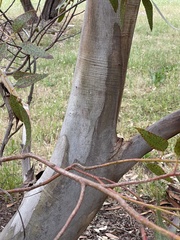 Eucalyptus pterocarpa