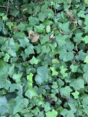 Hedera helix