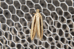 Kiwaia monophragma