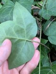 Hedera helix