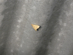 Chilozela trapeziana