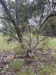 Eucalyptus pterocarpa