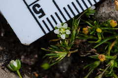 Sagina saginoides