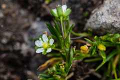 Sagina saginoides