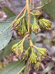 Eucalyptus pterocarpa