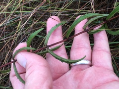 Eupatorium leucolepis