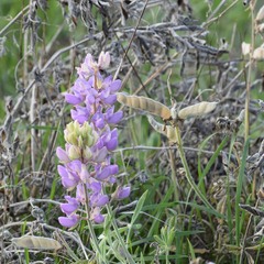 Lupinus formosus