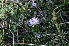 Globularia cordifolia