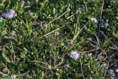 Globularia cordifolia
