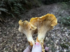Cantharellus californicus