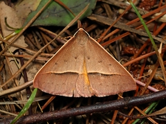 Epidesmia chilonaria