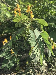 Senna