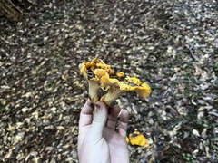 Cantharellus californicus
