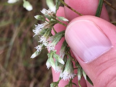 Eupatorium leucolepis