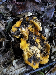 Cantharellus californicus
