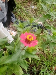 Zinnia