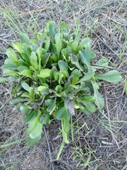 Anthemideae