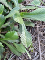 Anthemideae