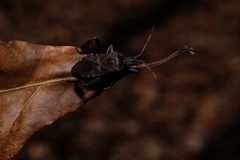 Leptoglossus corculus