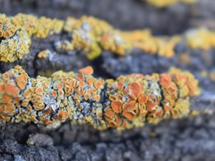 Teloschistaceae