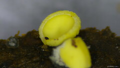 フユノウスキサラタケ
