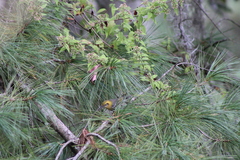 Peucedramus taeniatus