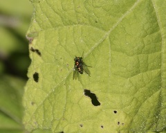 Condylostylus mundus