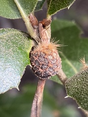 Platanus