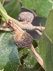 Platanus