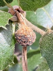 Platanus