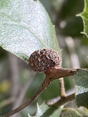 Platanus