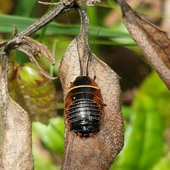 Ellipsidion australe