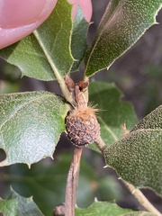 Platanus