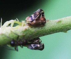 Membracidae