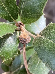 Platanus