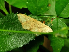 Idaea halmaea