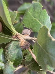 Platanus