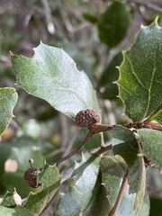 Platanus