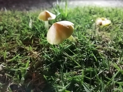 Entoloma murrayi
