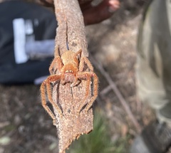 Neosparassus diana